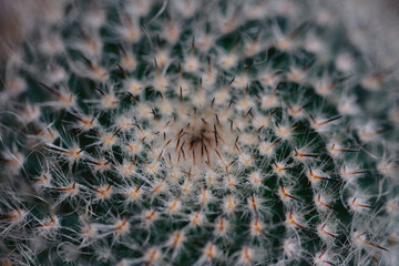 Close-up photo of a cactus and cactus needles from the desert.