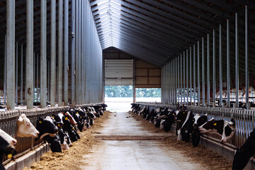 Diary cows in modern free livestock stall - obrazy, fototapety, plakaty