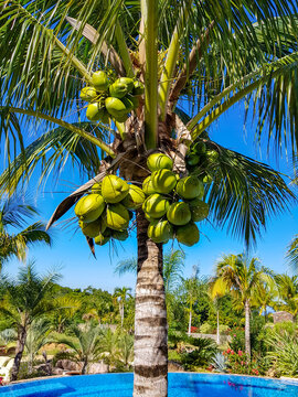 Green fresh Coconuts