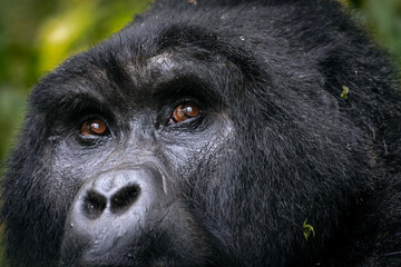 "Prophet of Nature" .   Species: mountain gorilla (Gorilla beringei)   .   Location: Bwindi Impenetrable National Park, Uganda 🇺🇬  © Maxi