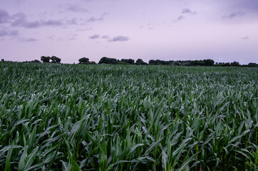 Corn field in summer during cloudy weather