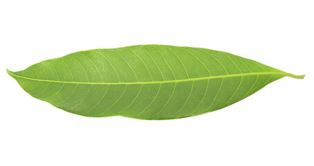 The top view of the tropical green leaf, isolated on a white background