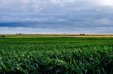 Corn maize field against blue sky in summer. Copy space agricultural concept