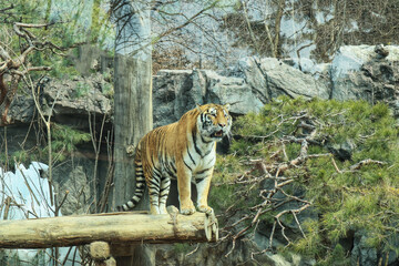 tiger in the jungle
