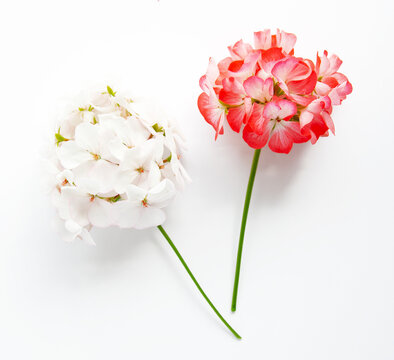 delicate flower Pelargonium, garden geranium or zonal geranium Flowers, cosmetic aroma oil on a white background