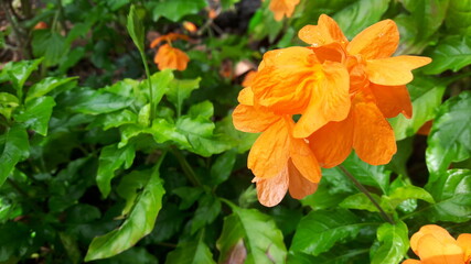 Obraz premium Orange flowers on green leaves in a beautiful garden.