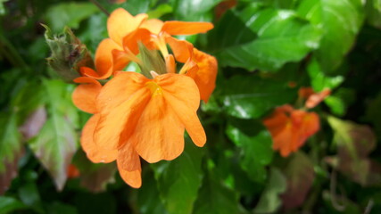 Orange flowers on green leaves in a beautiful garden.