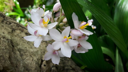 white flower in the garden