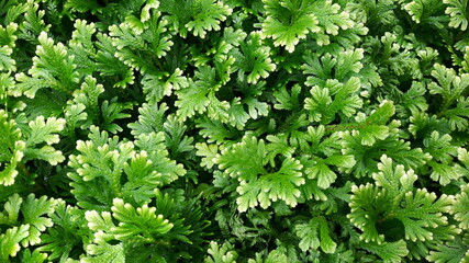 Green leaves in the beautiful garden