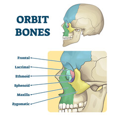 Orbit bones labeled educational skeletal division scheme vector illustration © VectorMine