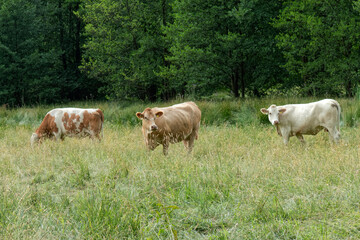 Cows in a pasture.