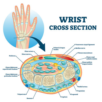Wrist cross section educational anatomy structure scheme vector illustration