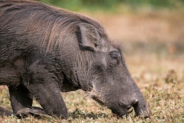 "Introspection"
.
< Species: common warthog (Phacochoerus africanus) >
.
< Location: Lake Mburo National Park, Uganda 🇺🇬>