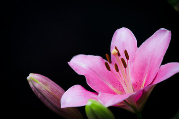 pink lily flower on black background