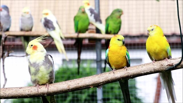cute birds pet, cockatiel parrot sing, 
