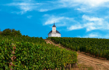 Landscape with vineyard, and small white chapel. Tokaj , Hungary