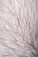 Close-up of male body hair in soft focus with strong magnification under the microscope. Concept - stiff hair and healthcare