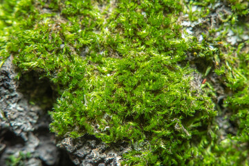 Fototapeta premium Green background with tree climacium moss in soft focus at high magnification. The beauty of nature and the environment. Insignificant details invisible to the naked eye.