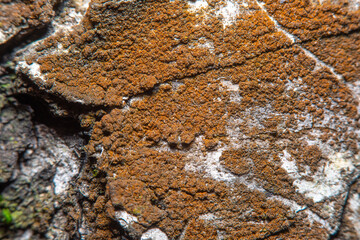 Background with birch bark overgrown with red moss in soft focus at high magnification. A tree with a white trunk with black stripes.