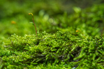 Green background with tree climacium moss in soft focus at high magnification. The beauty of nature and the environment. Insignificant details invisible to the naked eye.