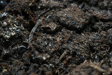 The surface of the soil rich in minerals for planting. Background in soft focus at high magnification, showing small clumps of soil and plant nutrient.