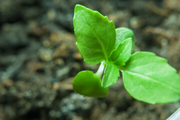 A small sprout of a tangerine tree in the ground. Background with green plant and blurred backdrop with empty space for text