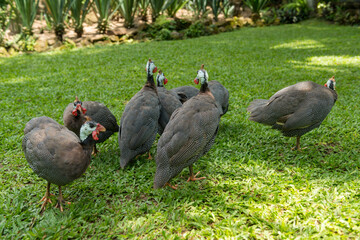 Bali bird park in Sanur