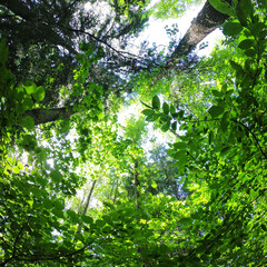 Green foliage of trees from above. Bottom up view. Square photography