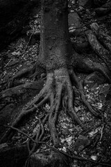 Tree with roots with strange shapes