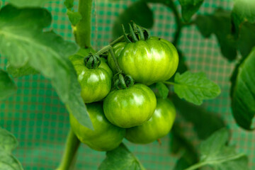 Unripe green tomato fruits growing in polytunnel greenhouse