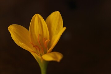 Fototapeta na wymiar Flower- Zephyranthes Citrina - Close look 