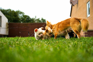 Naklejka na ściany i meble Chihuahua Welpenspaß im Garten