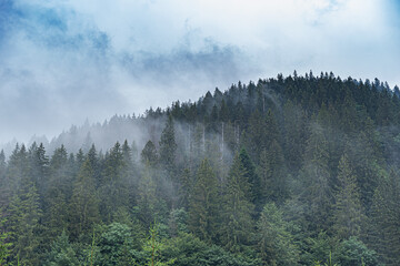Spruce wild forest. A dense forest of fir trees in cloudy weather in the mountains. Carpathians.