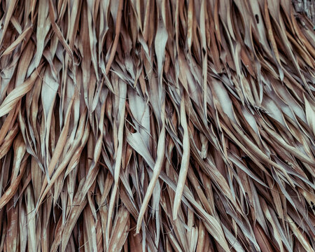 Texture of dried leaf roof on a Vietnamese hut.