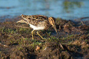 Bécassine des marais,.Gallinago gallinago, Common Snipe
