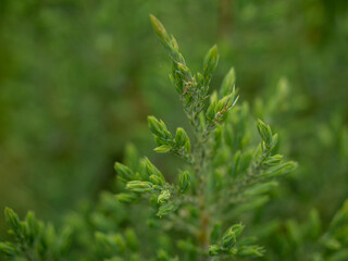 young branches of spruce close-up