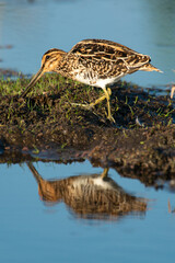Bécassine des marais,.Gallinago gallinago, Common Snipe