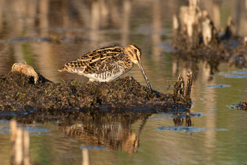 Bécassine des marais,.Gallinago gallinago, Common Snipe