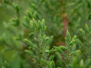 young branches of spruce close-up