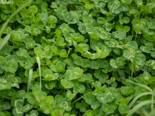 green clover glade with three leaves close-up