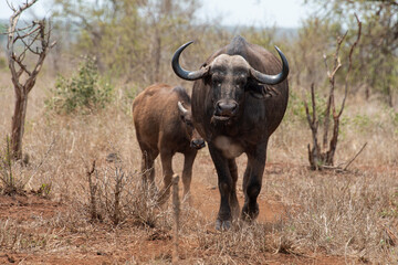 Buffle d'Afrique, Syncerus caffer, Parc national Kruger, Afrique du Sud