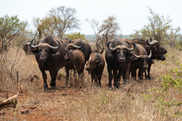 Buffle d'Afrique, Syncerus caffer, Parc national Kruger, Afrique du Sud