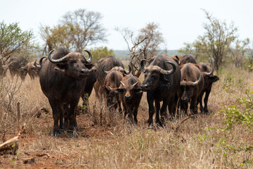 Buffle d'Afrique, Syncerus caffer, Parc national Kruger, Afrique du Sud