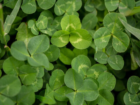 green clover glade with three leaves close-up