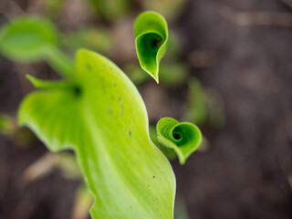 blooming hosta flower leaves on the lawn