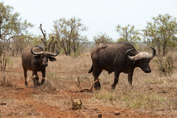 Obraz premium Buffle d'Afrique, Syncerus caffer, Parc national Kruger, Afrique du Sud