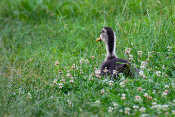 

little domestic gray duckling sitting in green grass