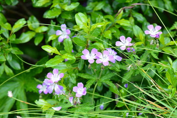 Fiori rosa della montagna
