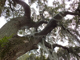 Florida