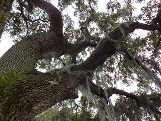 Florida